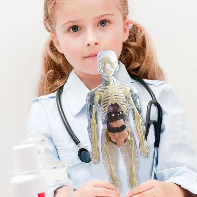 3D model lidské anatomie - průhledné tělo, odnímatelné orgány a kostra