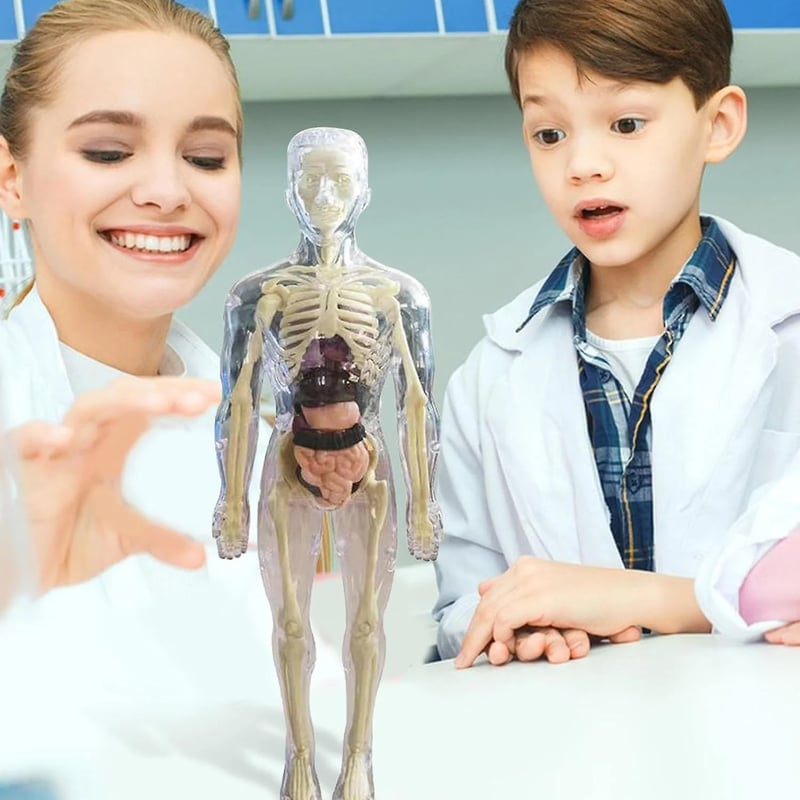 3D model lidské anatomie - průhledné tělo, odnímatelné orgány a kostra
