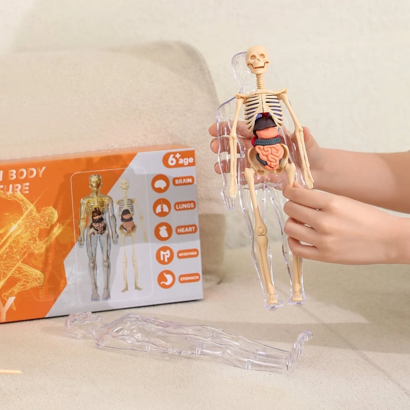 3D model lidské anatomie - průhledné tělo, odnímatelné orgány a kostra