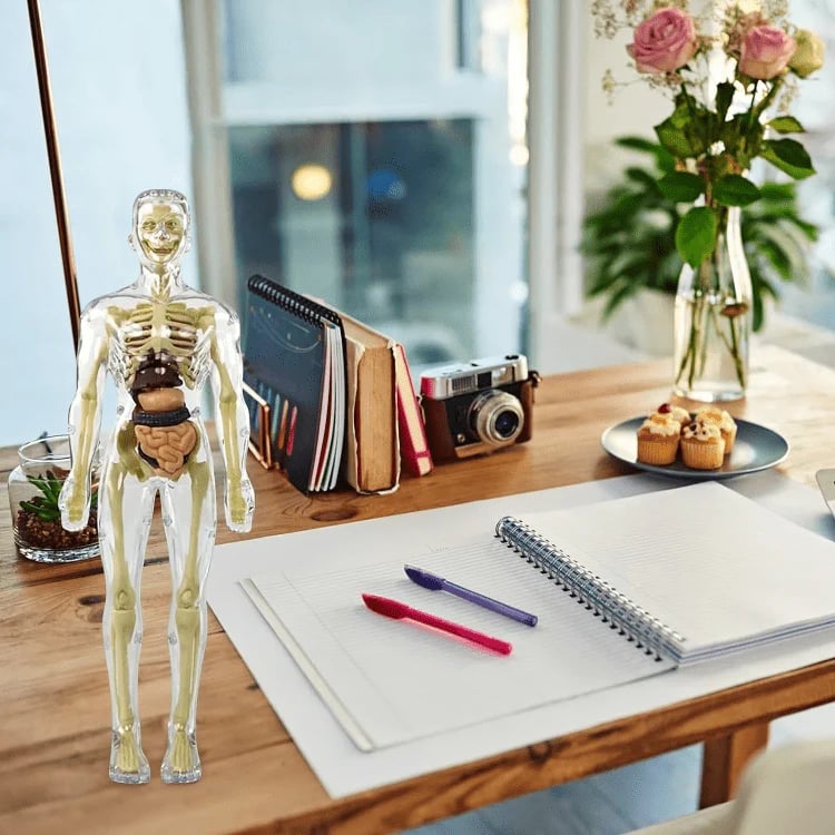 3D model lidské anatomie - průhledné tělo, odnímatelné orgány a kostra