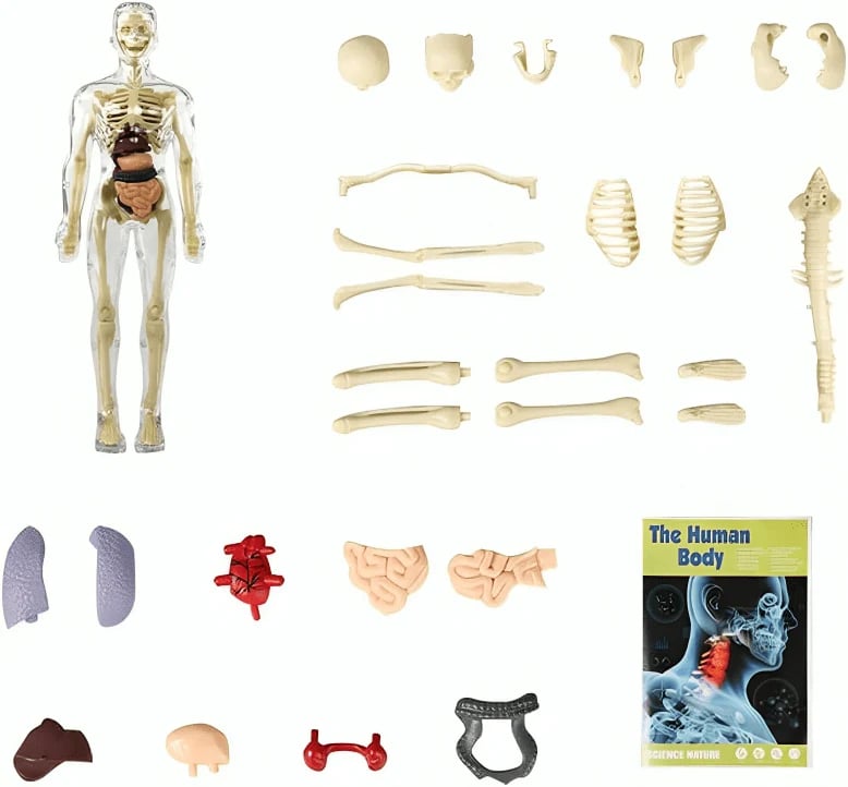 3D model lidské anatomie - průhledné tělo, odnímatelné orgány a kostra