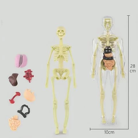 3D model lidské anatomie - průhledné tělo, odnímatelné orgány a kostra
