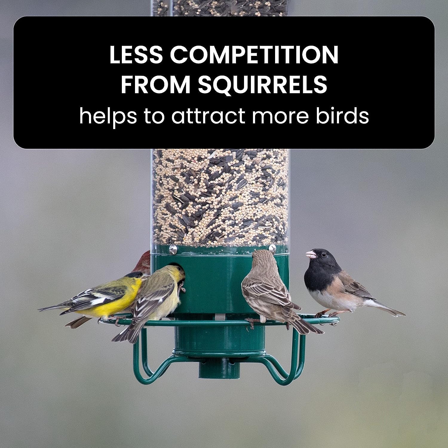 Squirrel-Proof Bird Feeder Station With 2.3 Kg Capacity