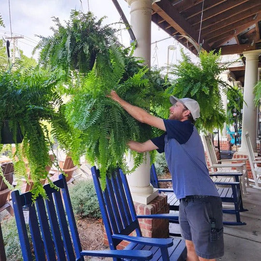 Naturtro Bostonbregne — UV-beskyttet kunstig plante