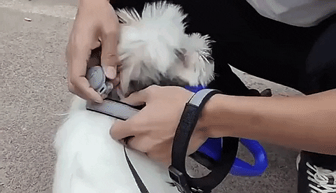 NovaTrail Dog Activity Tracker and Remote Locator — Live Location Updates