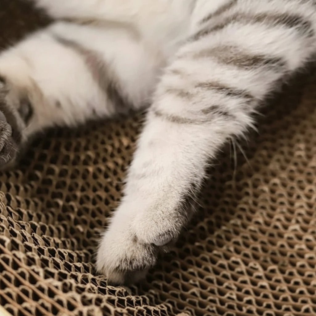 Tabla rascadora ovalada de cartón corrugado PawHaven: cama multifuncional para descansar