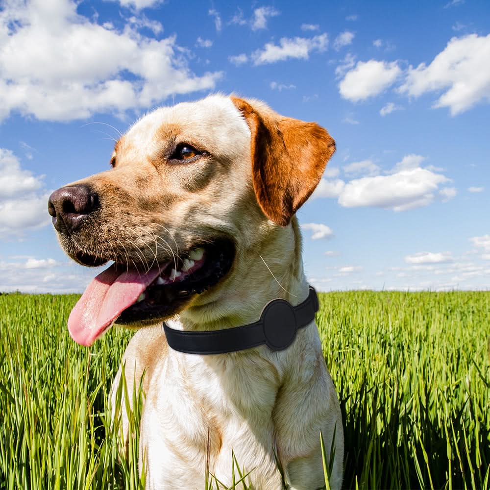 PawGuard nyakörv — beépített AirTag-tartó nyílás