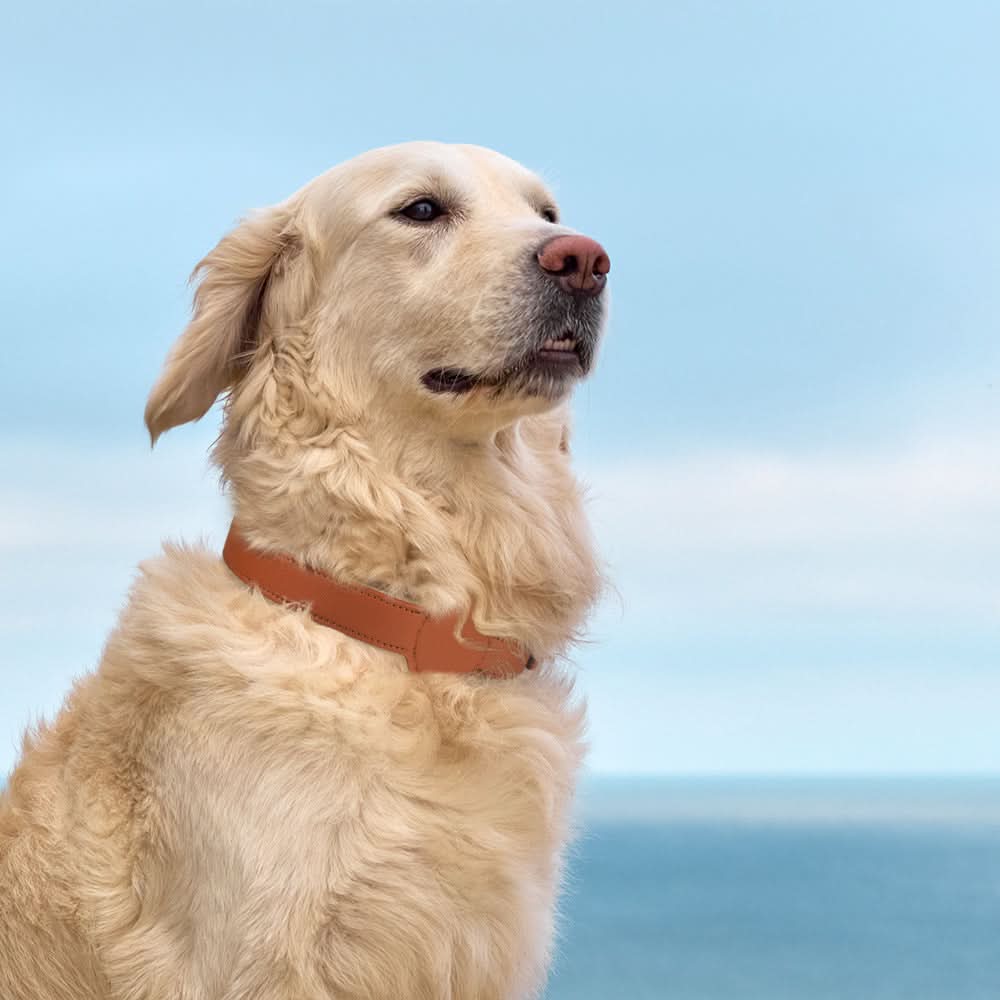 PawGuard nyakörv — beépített AirTag-tartó nyílás