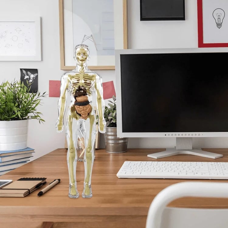 3D model lidské anatomie - průhledné tělo, odnímatelné orgány a kostra