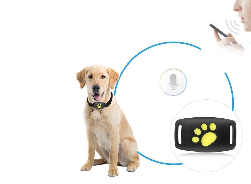 Always Have Your Cat on Radar | Ka-mostore