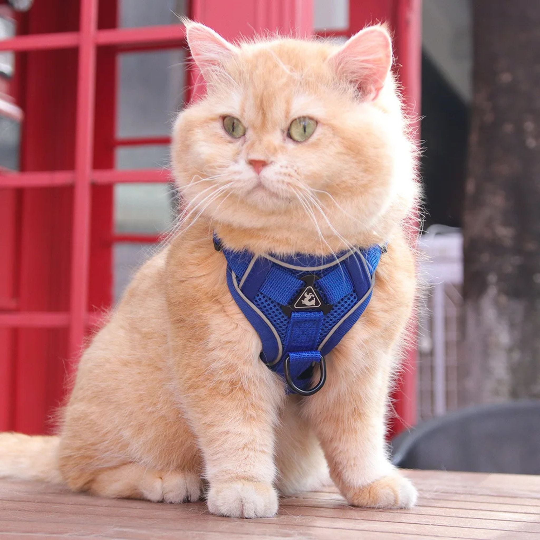 secure escape-proof cat vest | CATWALKS | Ka-mostore