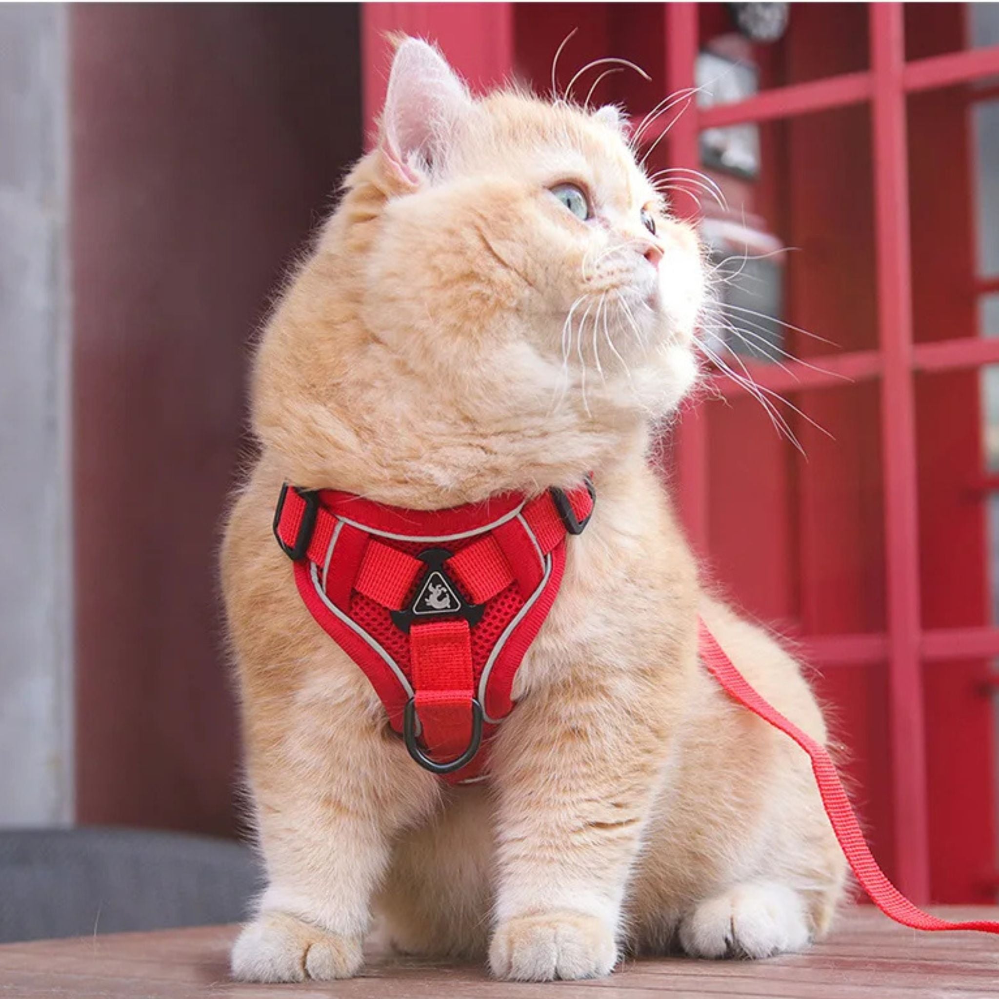 secure escape-proof cat vest | CATWALKS | Ka-mostore