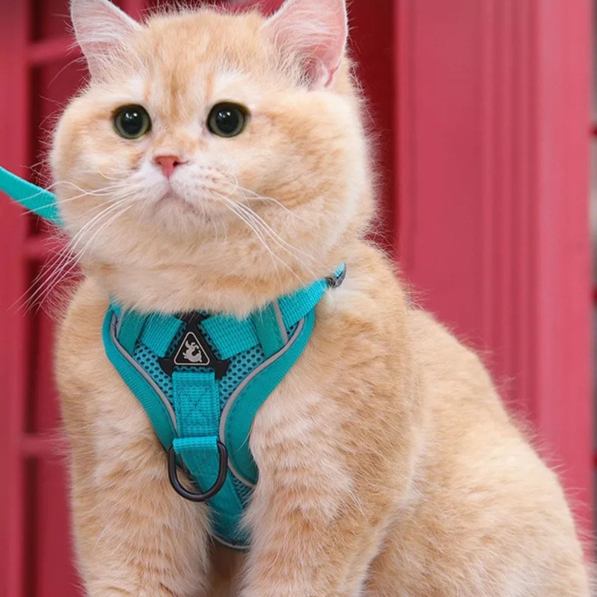 secure escape-proof cat vest | CATWALKS | Ka-mostore