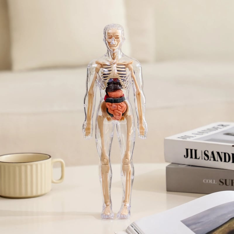 3D model lidské anatomie - průhledné tělo, odnímatelné orgány a kostra