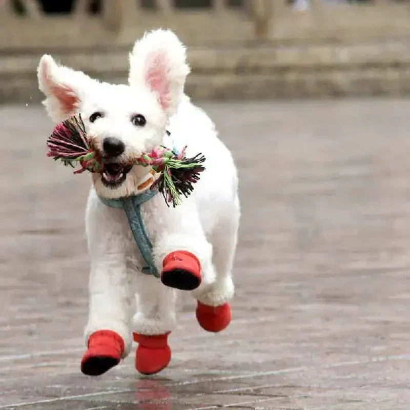 CozyPaws • Voděodolné boty pro psy | Ka-mostore
