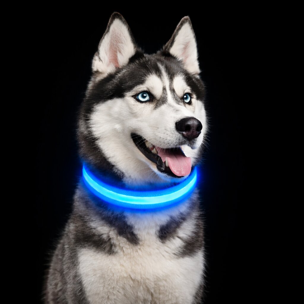 LED obojek pro psy GlowHund — dobíjecí, lehký a svítící