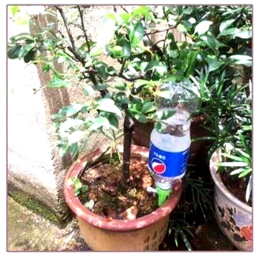 Self-Watering Plant Spikes - Adjustable Flow | Ka-mostore