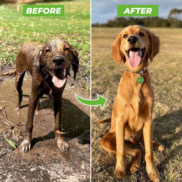Hundebrusersprøjte – WashBuddy | Ka-mostore