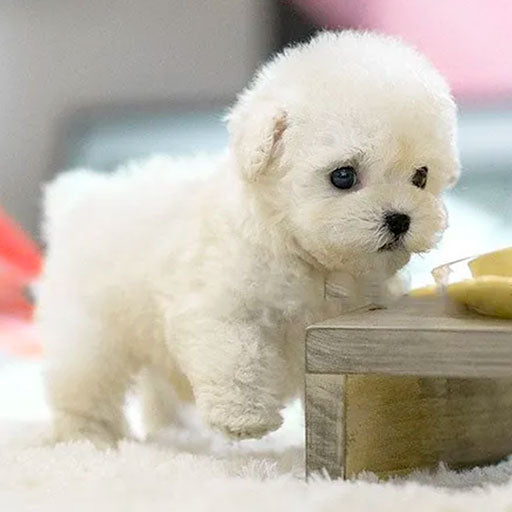 Lifelike Animated Pup Toy - Stuffed Animal Dog for All Ages | Ka-mostore