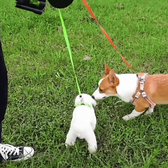 Never Tangle Again – Double Leash for Dogs with LED Light | Ka-mostore