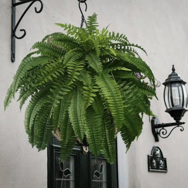 UV Resistant Faux Boston Fern Plant | Ka-mostore