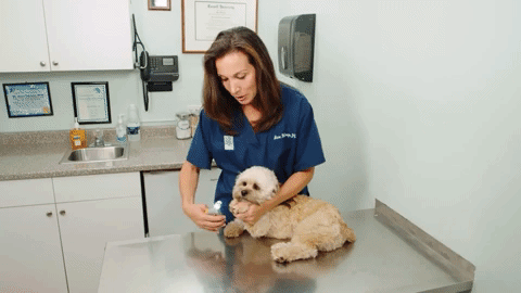 PawGuard Pro Nail Clippers with Smart Quick Sensors | Ka-mostore