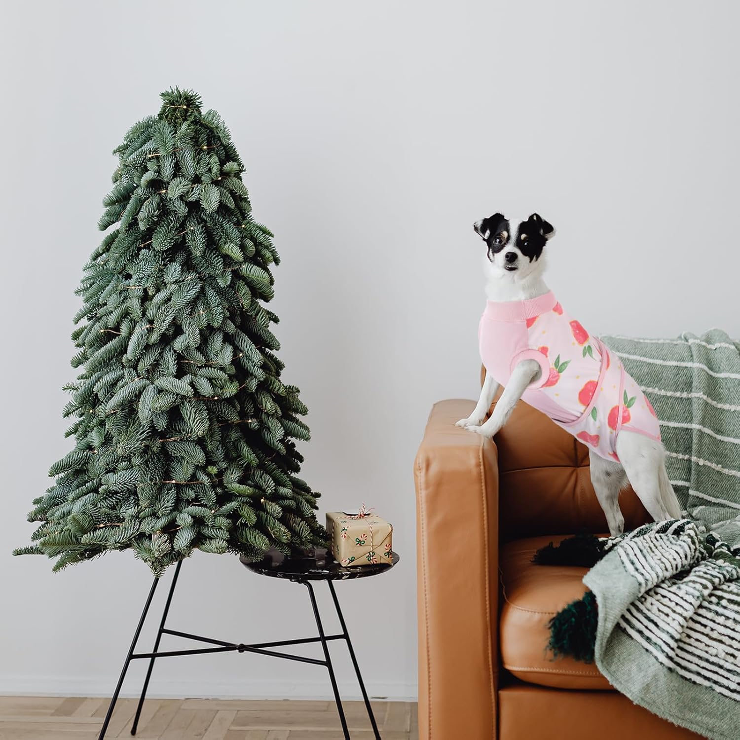 Pet Post-Surgery Healing Garment | Ka-mostore