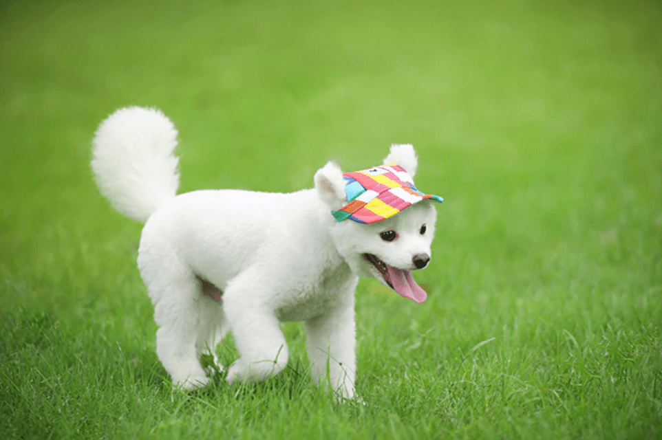 Round Edge Dog Hat | Ka-mostore