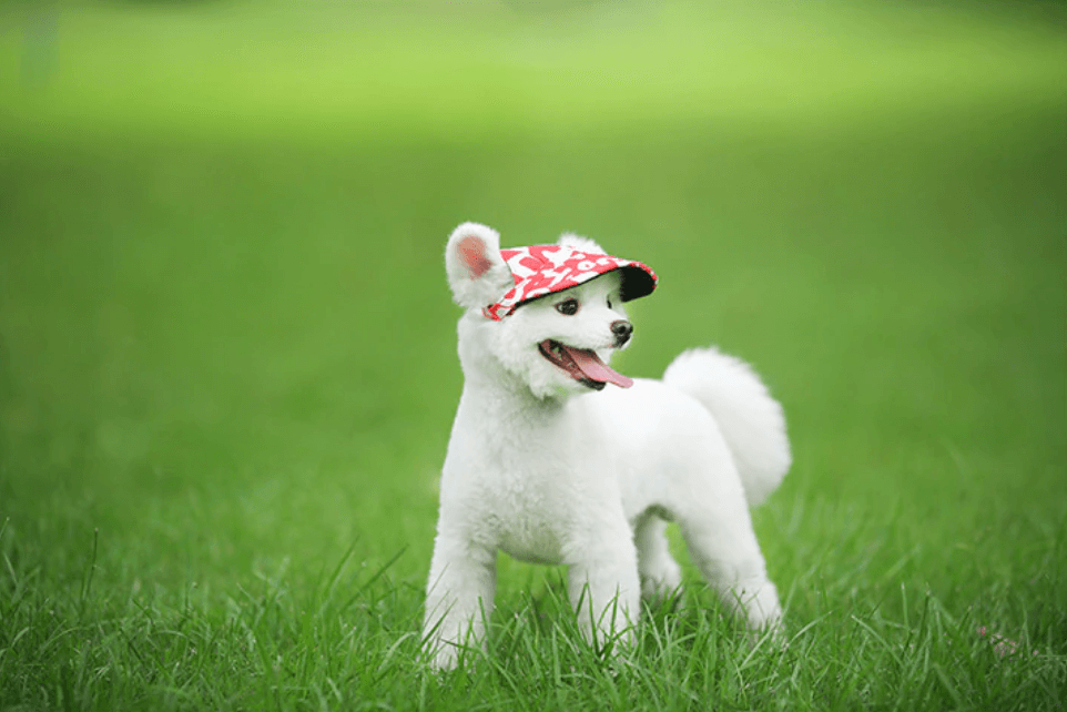 Round Edge Dog Hat | Ka-mostore