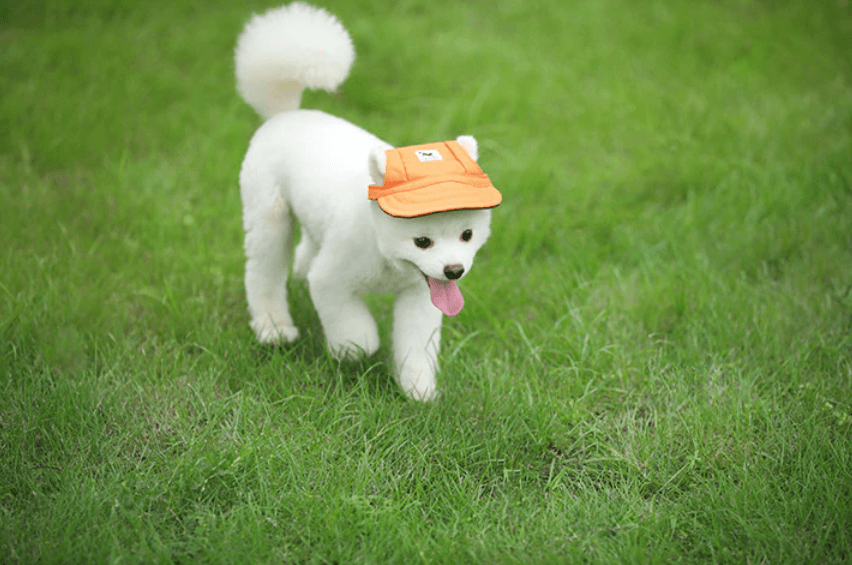 Round Edge Dog Hat | Ka-mostore