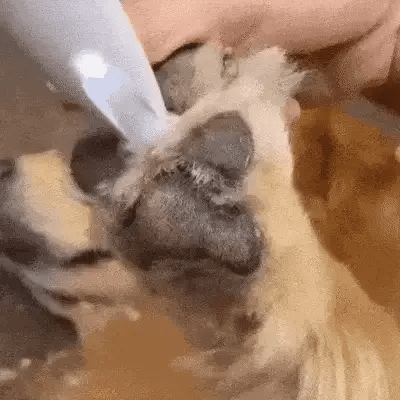 SILENTPET TRIMMER – Quiet Dog Clipper for Gentle Grooming | Ka-mostore