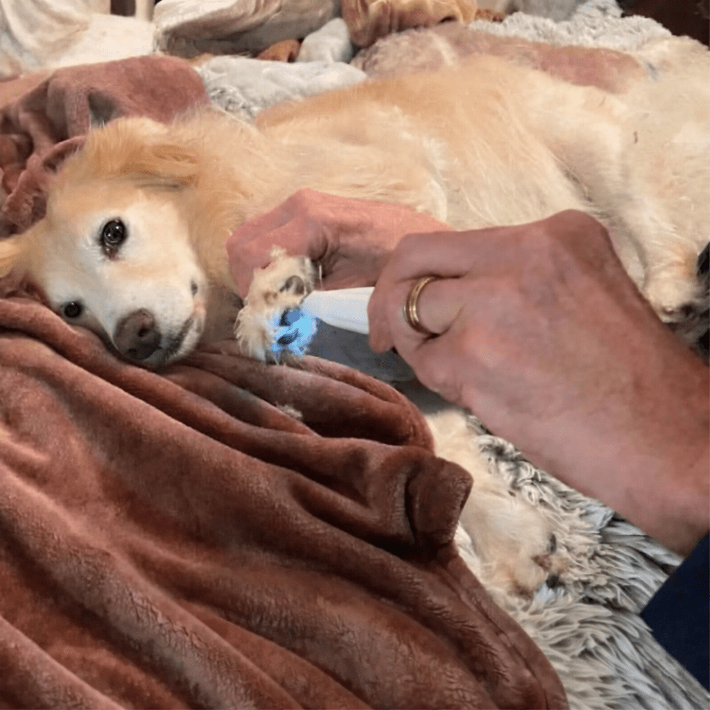 SILENTPET TRIMMER – Quiet Dog Clipper for Gentle Grooming | Ka-mostore