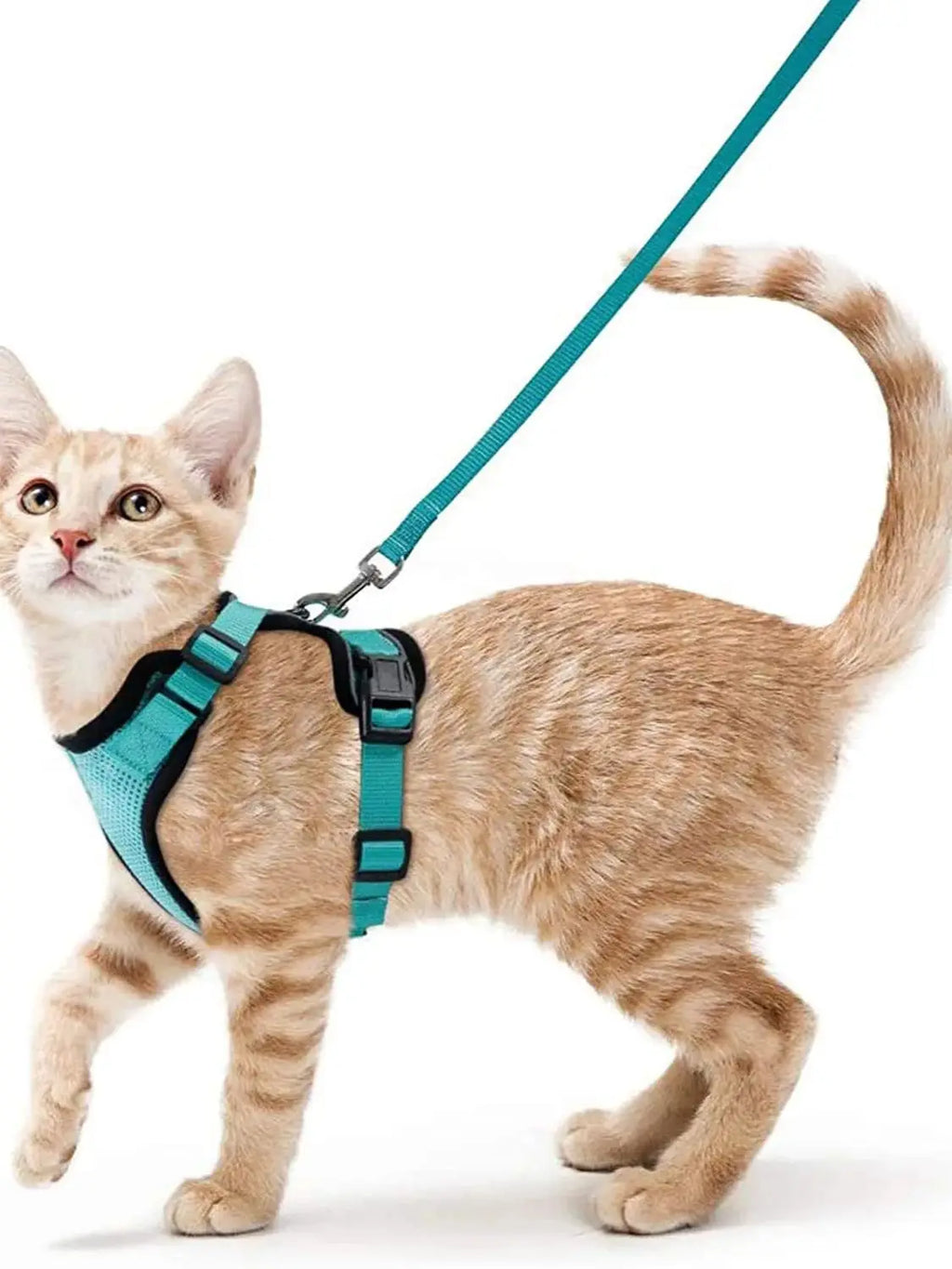 Secure and Comfortable Cat Walking Harness | Ka-mostore