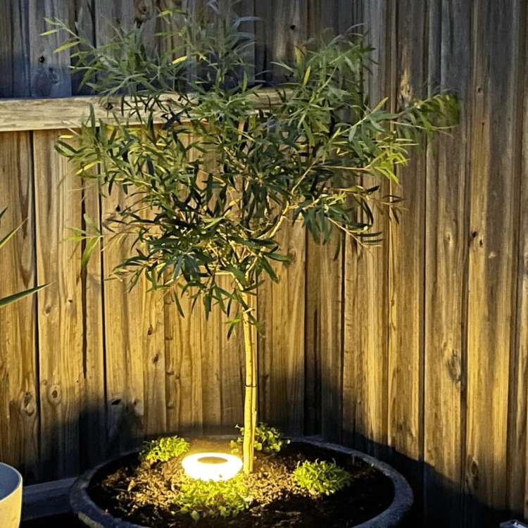 Garden Solara Solar Lights For Path And Patio, Ambient Weatherproof Outdoor Lighting